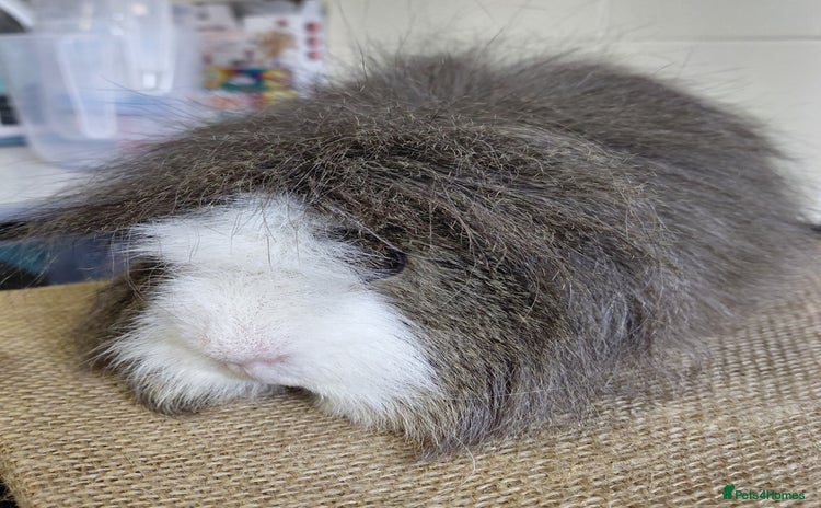 Guinea Pig rodents - Advert 10