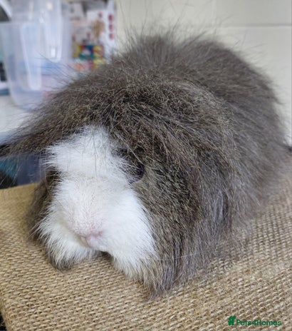 Guinea Pig rodents - Advert 6