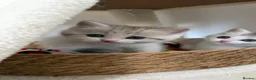 British Shorthair cats for sale: Beautiful British Shorthair Male Kittens 🐾 - Advert 29