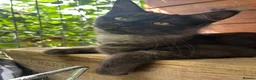 Maine Coon cats for sale: ⭐️Beautiful Maine Coon Kittens⭐️ - Advert 5