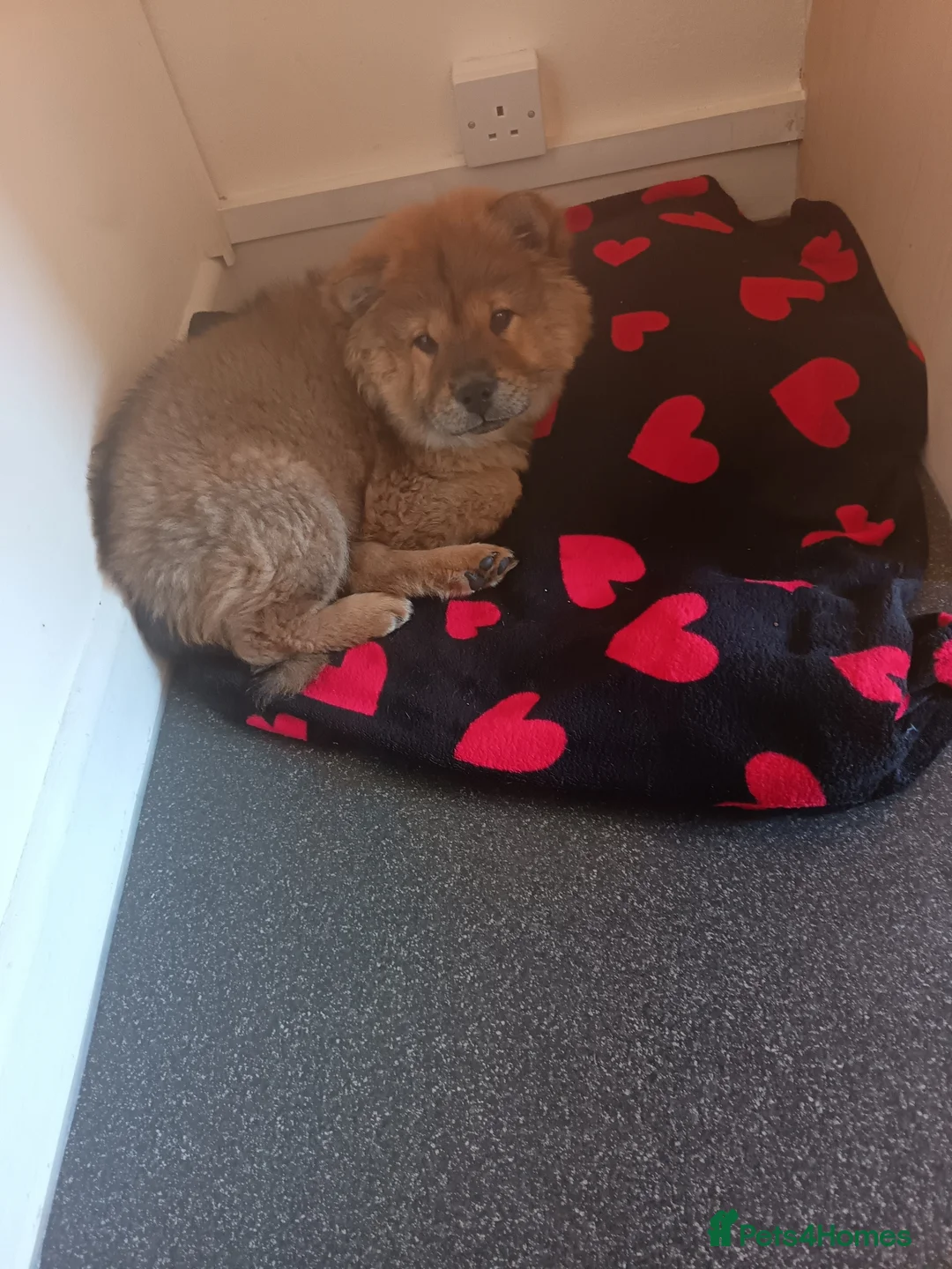 Chow Chow dogs for sale: Kiezer  - Advert 1