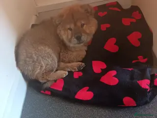 Chow Chow dogs Kiezer - Advert 2