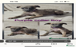 Whippet dogs for sale: Whippet Boy - Image 2