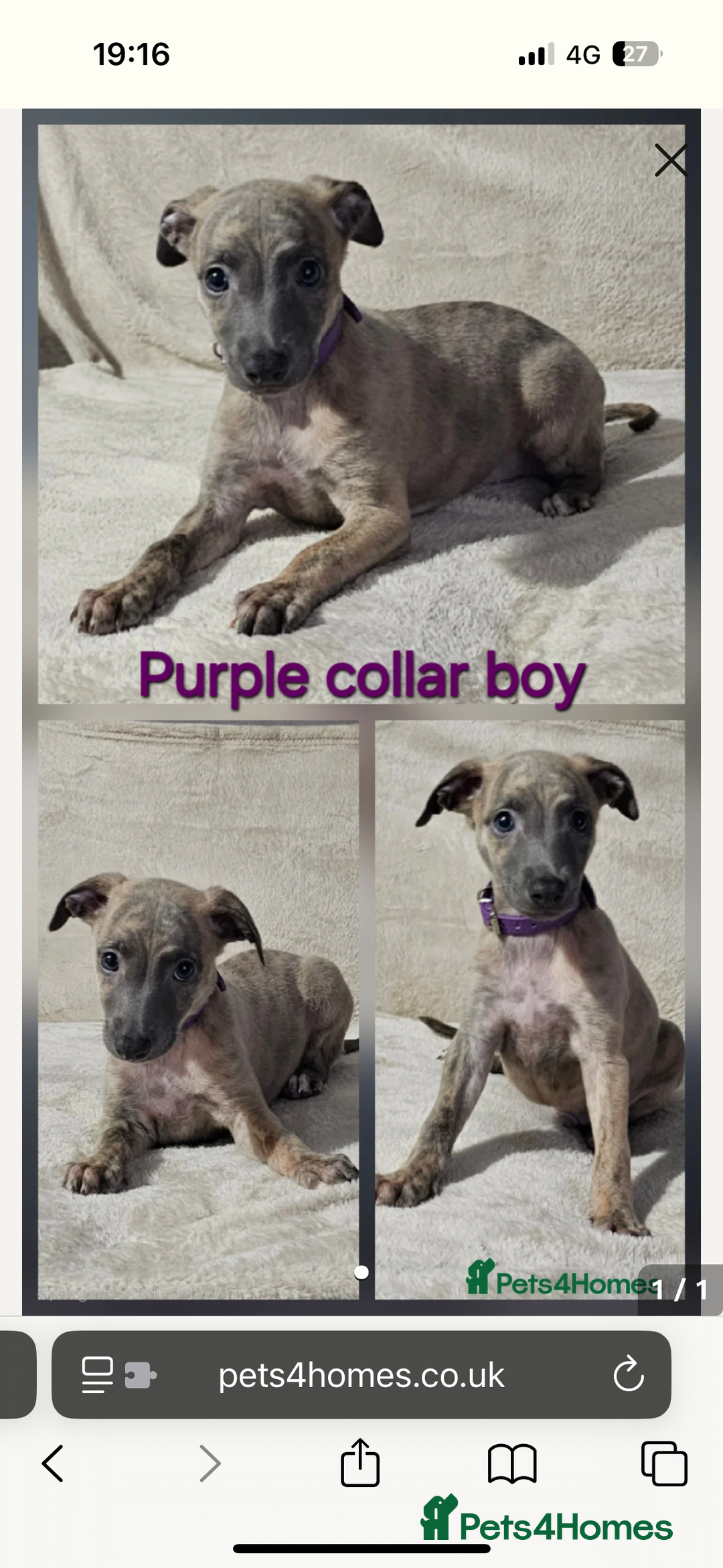 Whippet dogs for sale: Whippet Boy - Image 2
