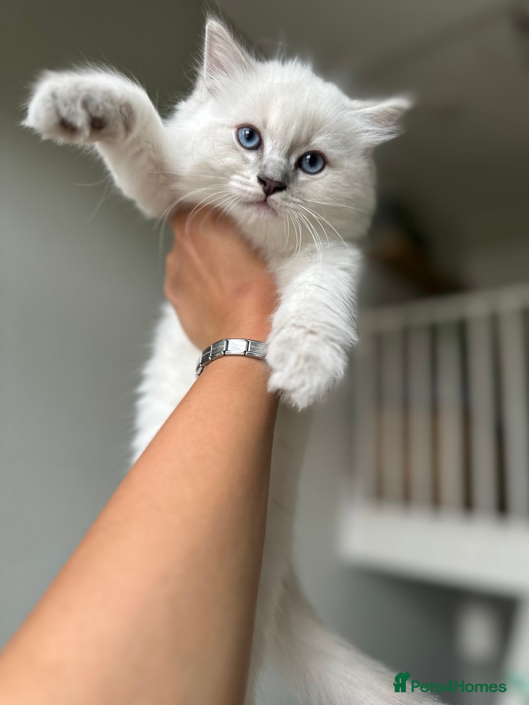 Ragdoll cats for sale: Ragdoll male kitten READY TO GO - Image 7
