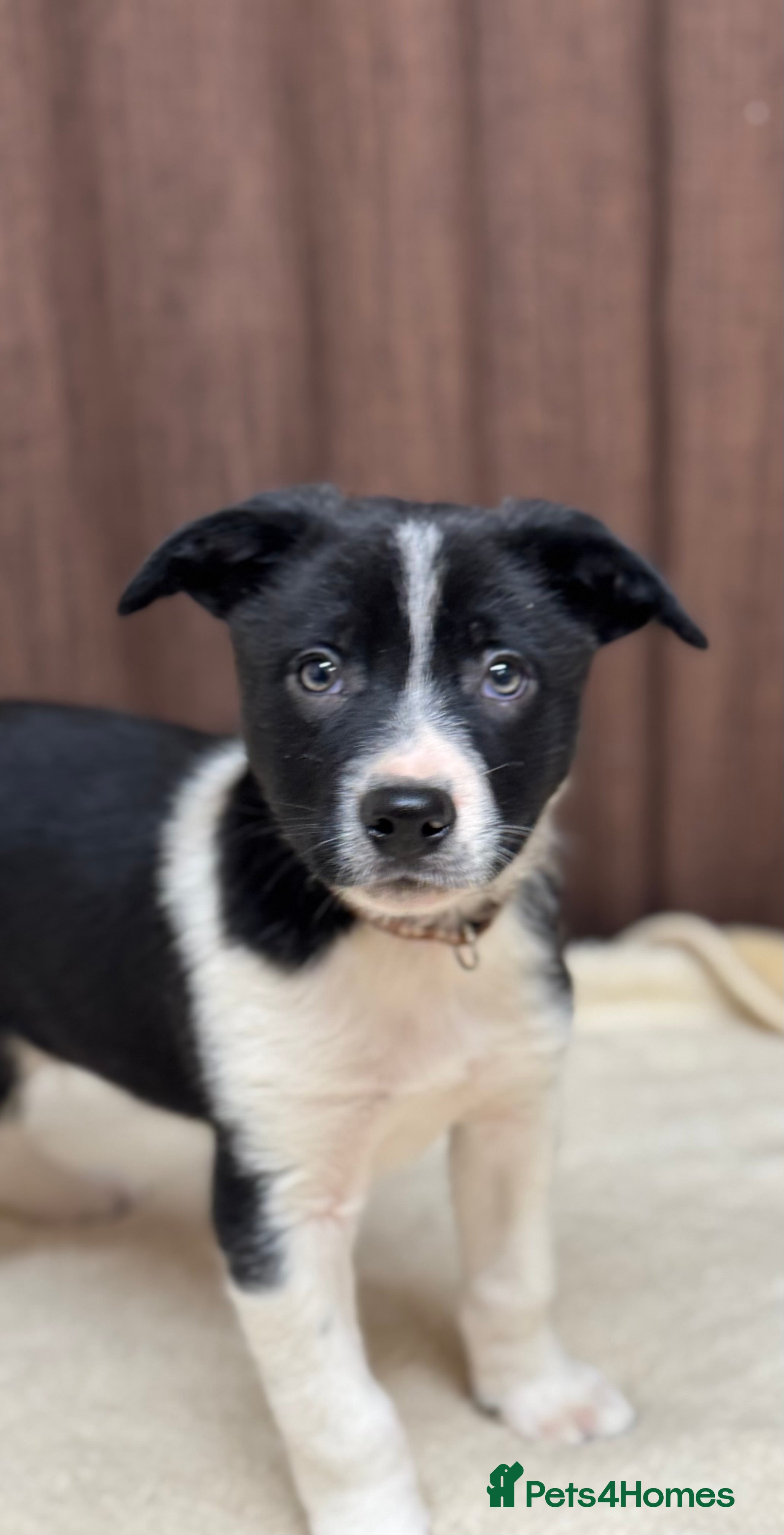 Border Collie dogs Border Collie Puppies (2 males available) - Advert 5