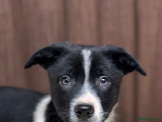 Border Collie dogs Border Collie Puppies (2 males available) - Advert 13