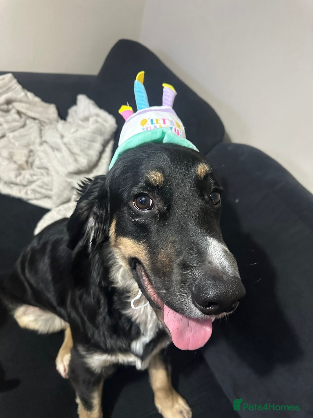 Mixed Breed dogs for sale: This jake - Advert 4