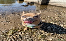 Chihuahua dogs for sale: Chihuahua Adult Female  - Image 5