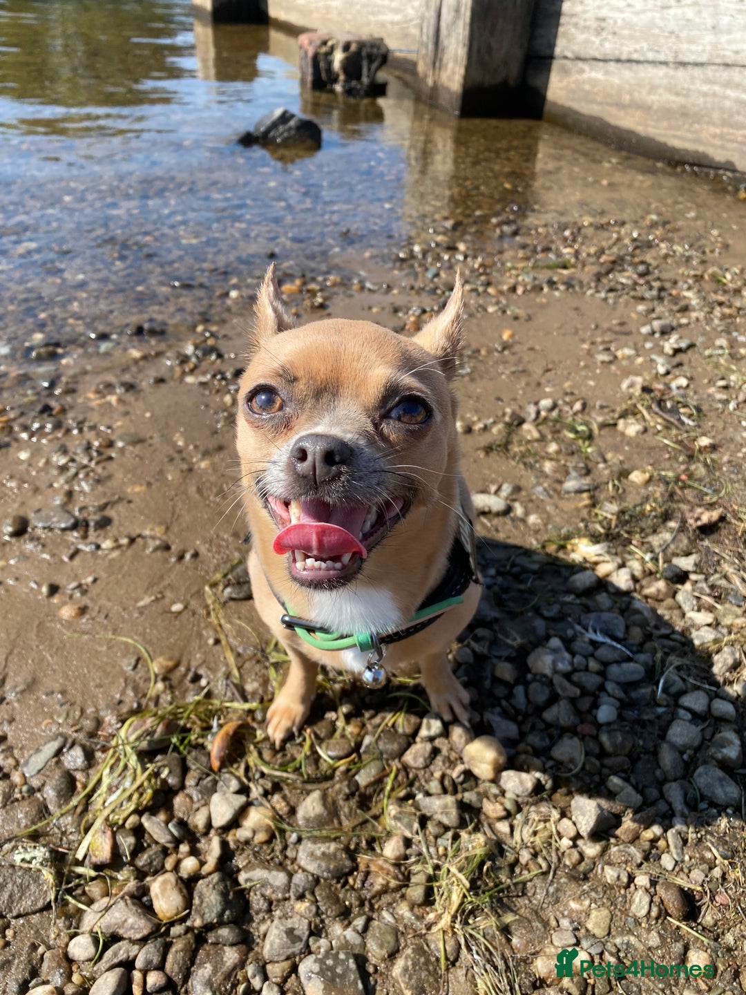 Chihuahua dogs for sale: Chihuahua Adult Female  - Image 5