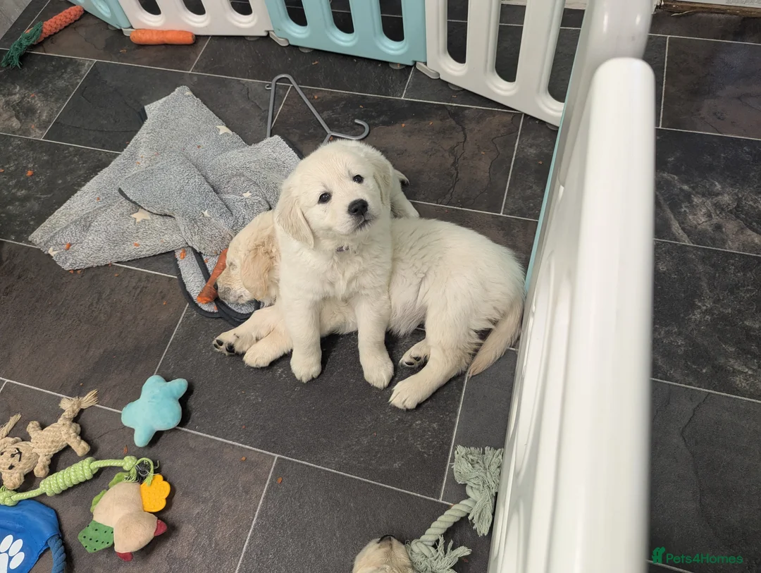 Golden Retriever dogs for sale: Adorable Mr strawberry  - Advert 2