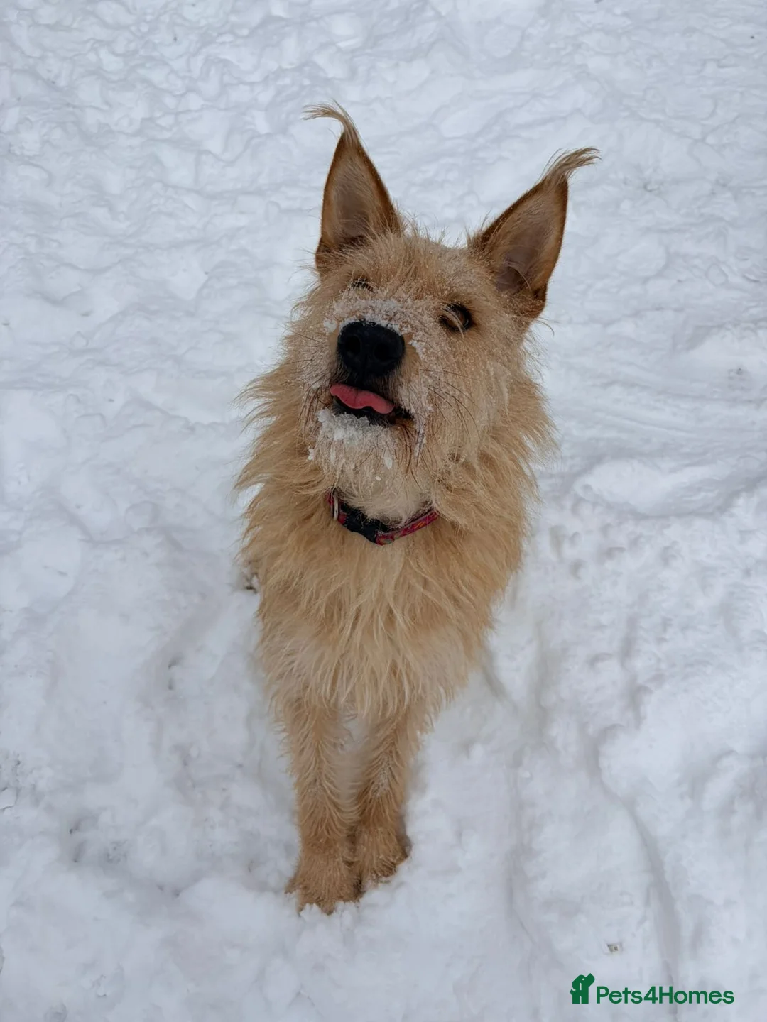 Mixed Breed dogs for adoption: ❤️🐶 ETTIE – SHE LOVED ONCE… AND WILL LOVE AGAIN in Burton-on-Trent - Advert 1