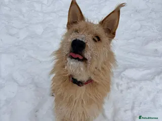 Mixed Breed dogs ❤️🐶 ETTIE – SHE LOVED ONCE… AND WILL LOVE AGAIN - Advert 1