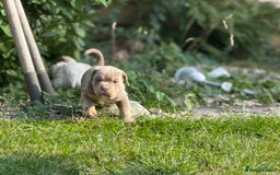 Mixed Breed dogs for sale: Beautiful lilac cane Corso x bulldog pups  - Image 6