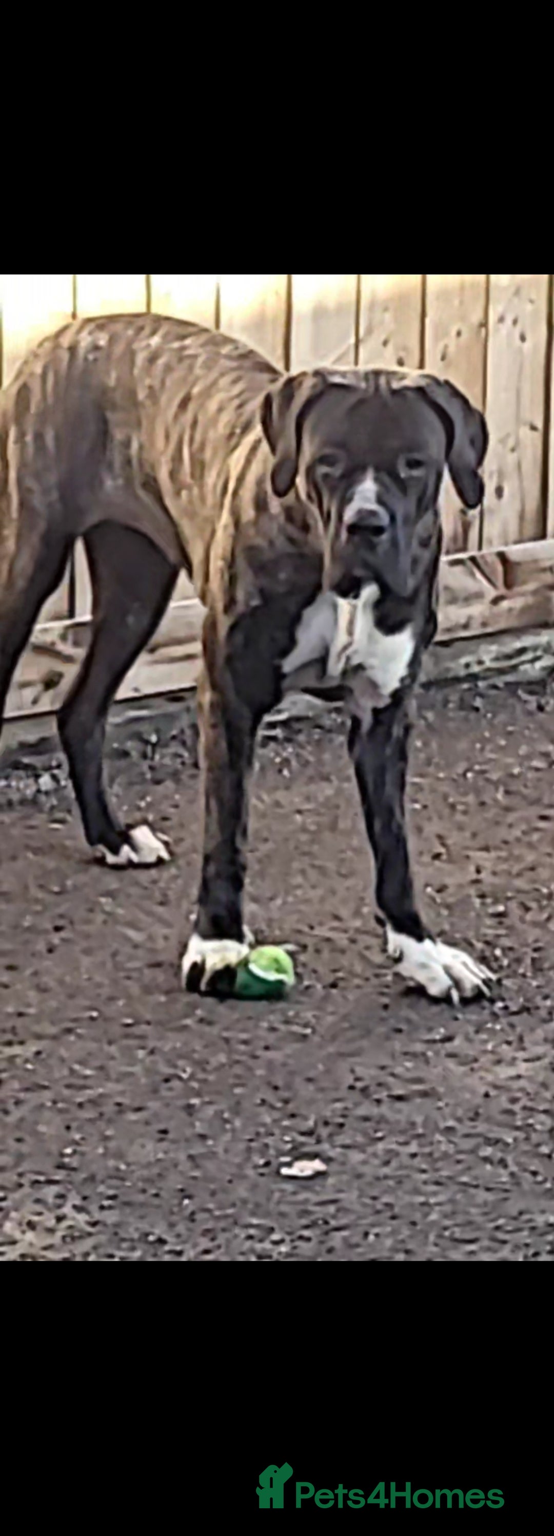 Mastiff dogs for sale: Pakistani mastiff bully kutta - Advert 2