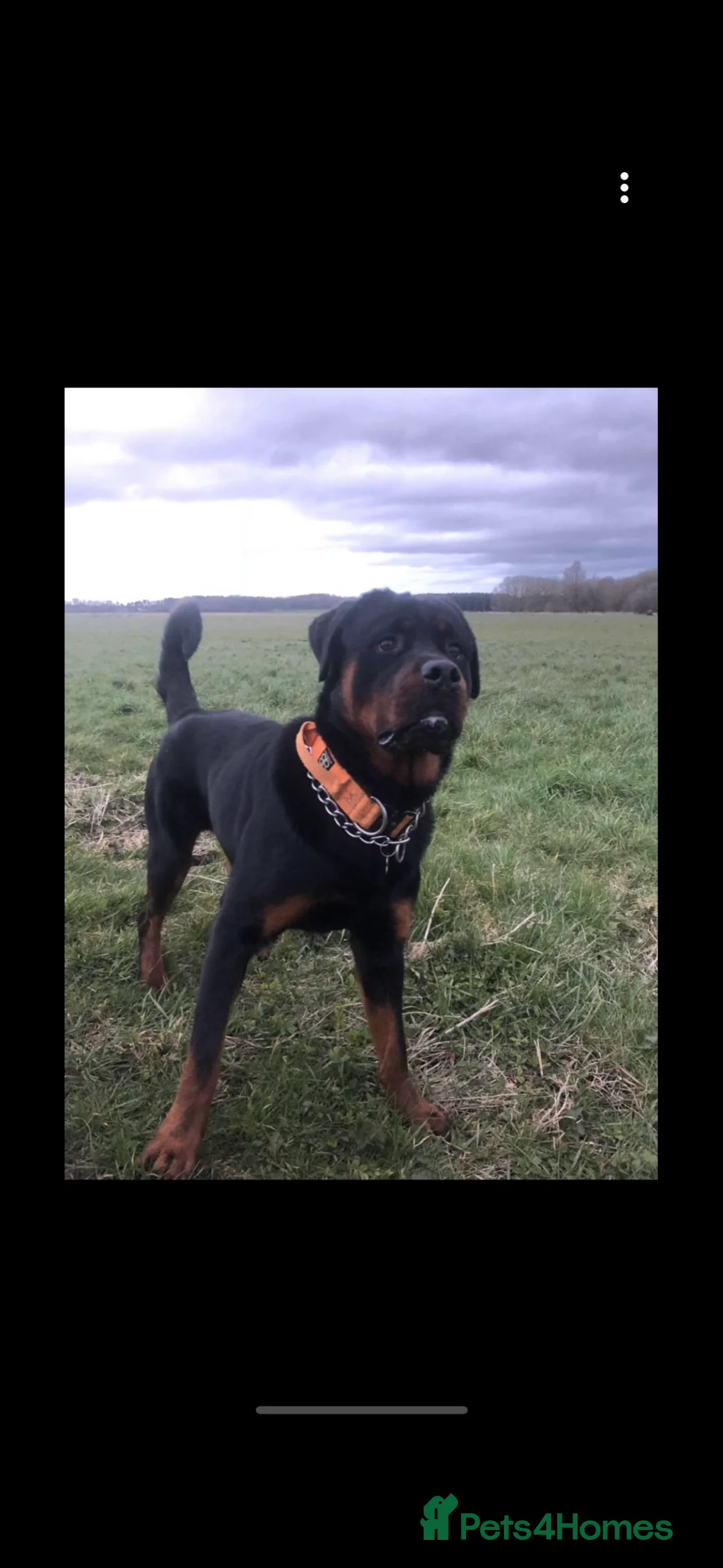 Rottweiler dogs for sale: Beautiful Rottweiler to be rehomed! - Advert 4