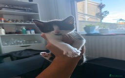 Mixed Breed cats for sale: 2 female kittens  - Image 3