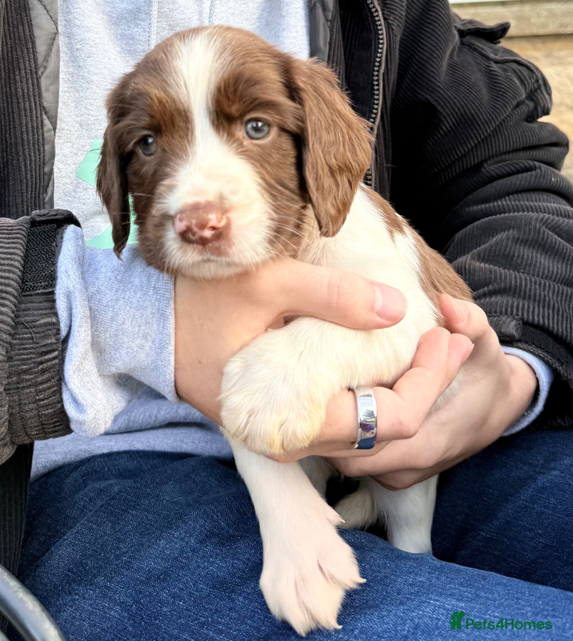 English Springer Spaniel dogs Pedigree springer spaniel Puppies - Advert 6