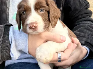 English Springer Spaniel dogs Pedigree springer spaniel Puppies - Advert 6