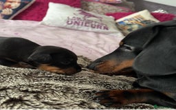 Mixed Breed dogs for sale: Dachshund x patterdale puppues - Image 9