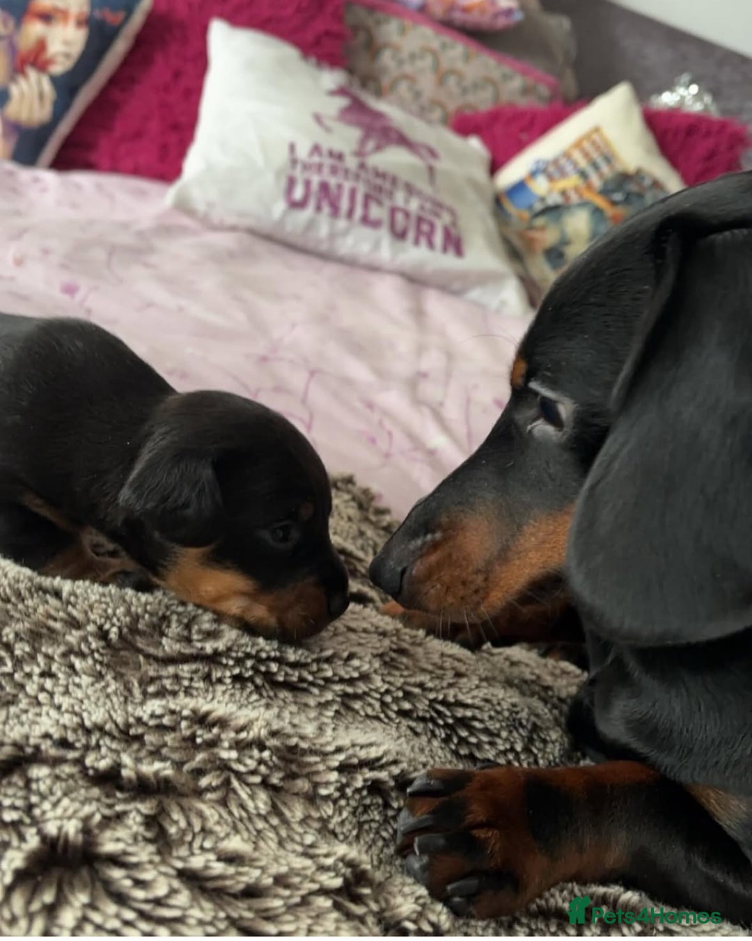Mixed Breed dogs for sale: Dachshund x patterdale puppues - Image 9
