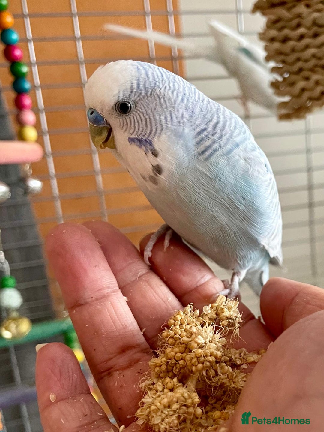 Budgerigars birds for sale: Budgie Pair (1 Male & 1 Female) with Cage – £120 - Advert 6