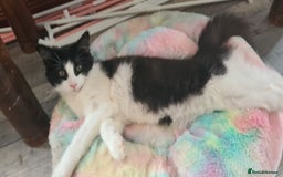 Maine Coon cats for sale: Beautiful Bonded Sisters - Image 4