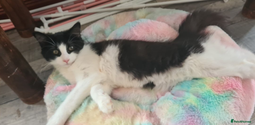 Maine Coon cats for sale: Beautiful Bonded Sisters - Image 4