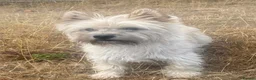 Mixed Breed dogs for sale: Bedlington x Cairn Terrier - Advert 12