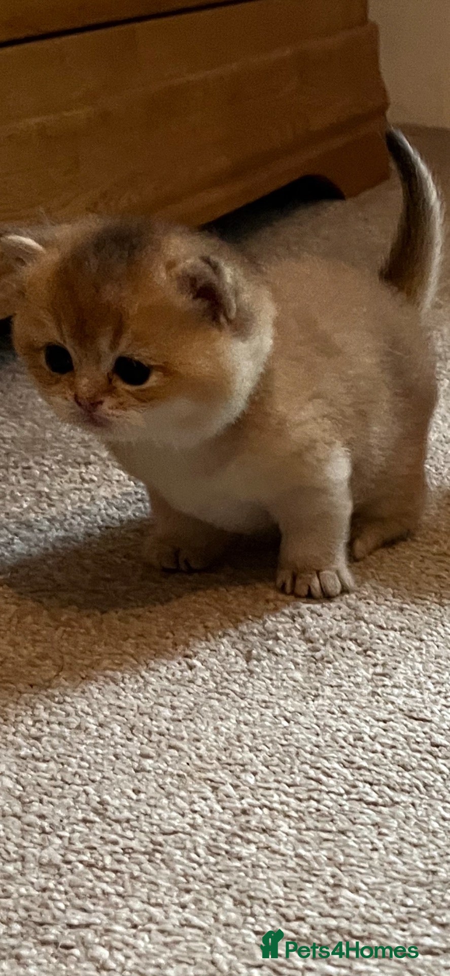 British Shorthair cats for sale: GCCF NY12 GOLDEN and GOLDEN COLOURPOINT KITTENS - Advert 8