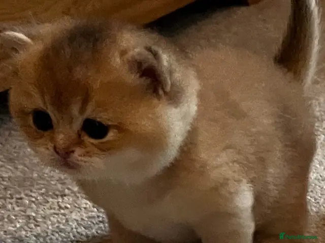 British Shorthair cats for sale: GCCF NY12 GOLDEN and GOLDEN COLOURPOINT KITTENS - Advert 8