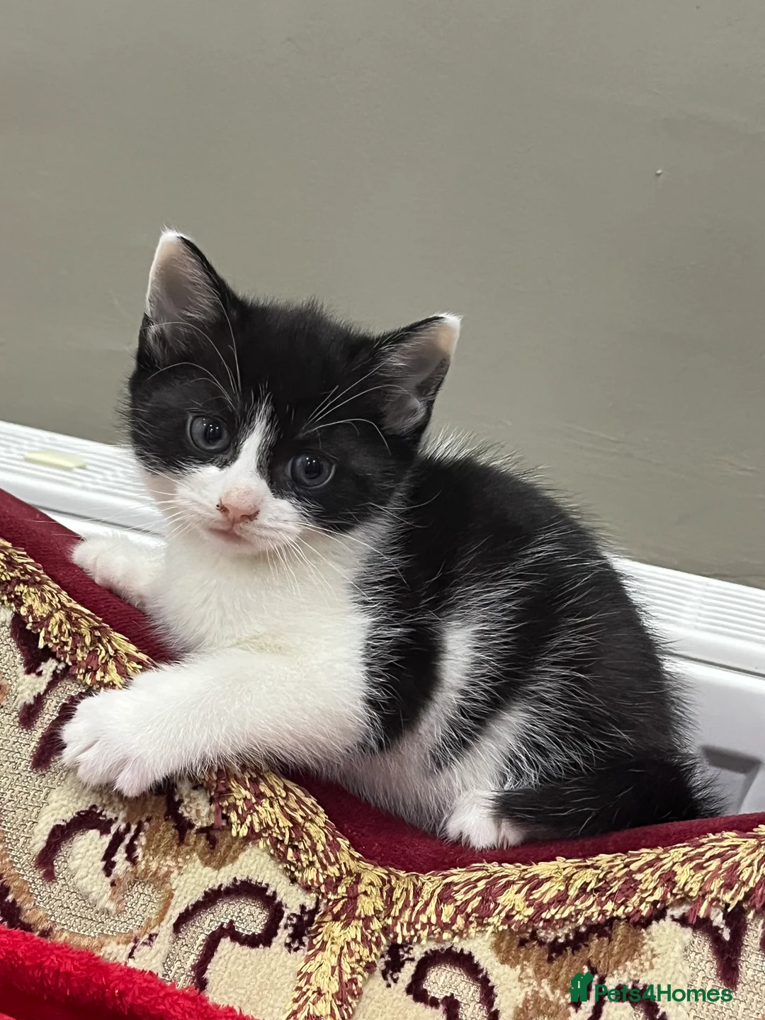 Mixed Breed cats for sale: 2 month old kittens ready for their forever homes  - Advert 12