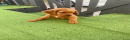 Cocker Spaniel dogs for sale: Cocker spaniel puppy’s for sale  - Advert 3