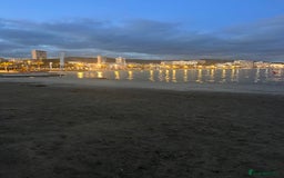 Shih Tzu dogs for sale: SHIT TZU grey puppy - Image 14