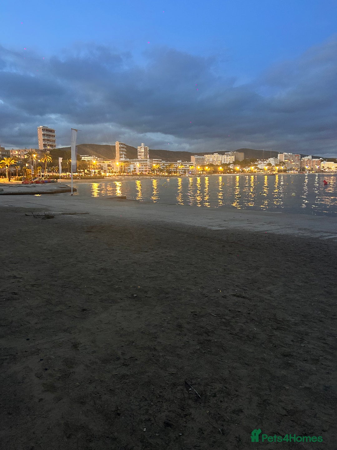 Shih Tzu dogs for sale: SHIT TZU grey puppy - Image 14