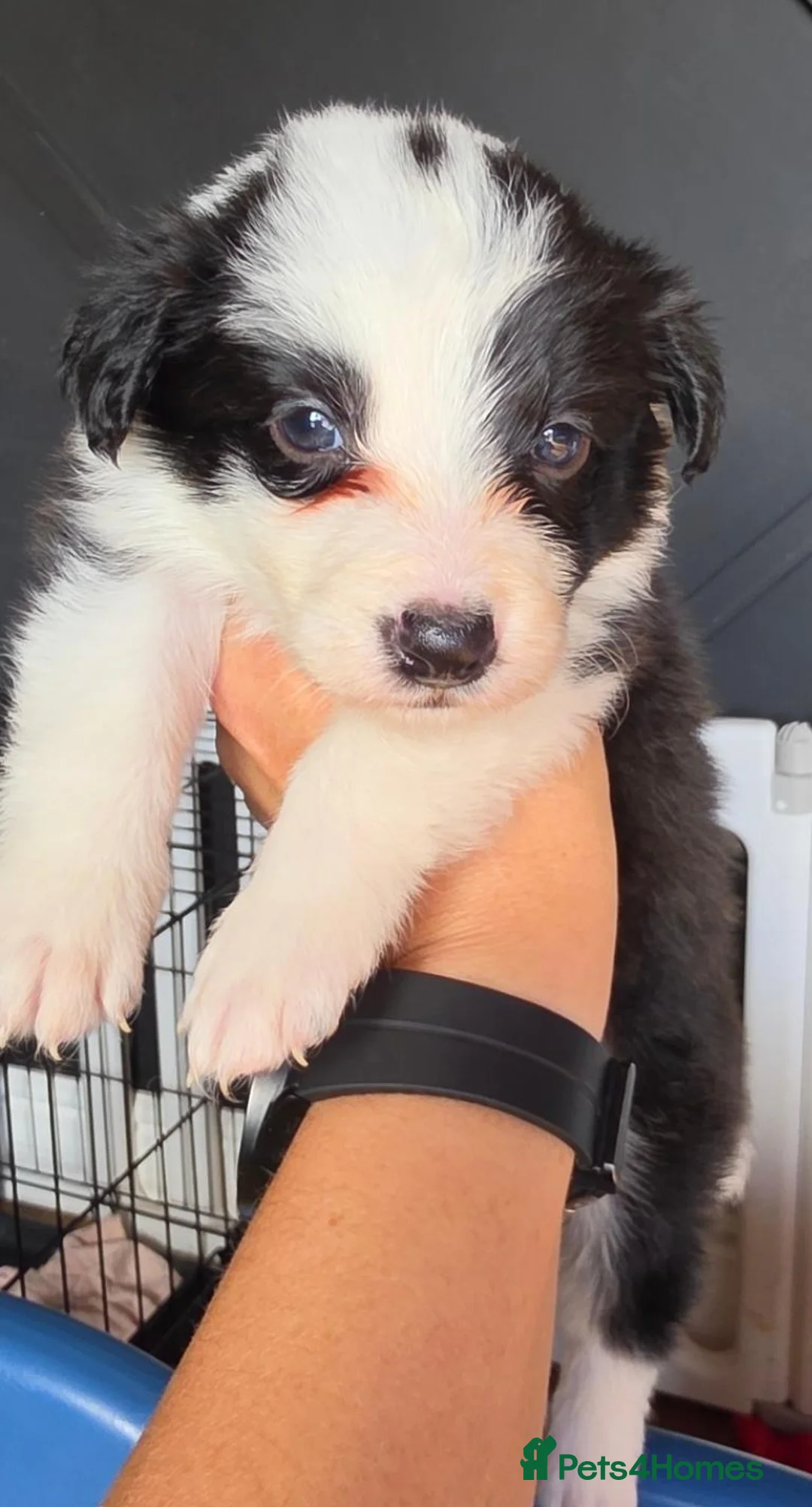 Border Collie dogs for sale: Exceptional KC babies - Advert 2