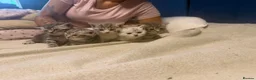 Mixed Breed cats for sale: Eyptian mau x british short hair kittens in Chelmsford - Advert 10
