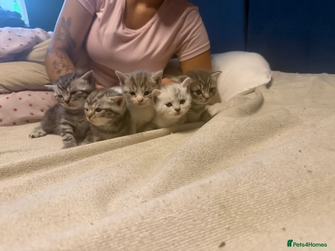 Mixed Breed cats for sale: Eyptian mau x british short hair kittens in Chelmsford - Advert 10