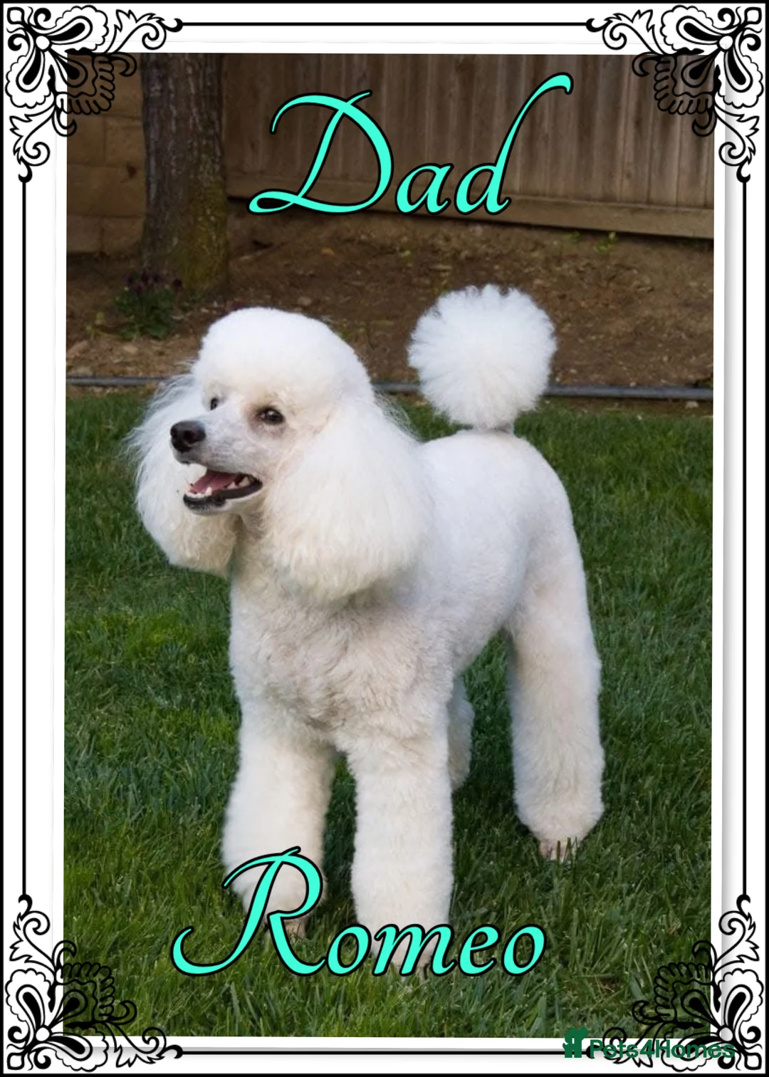 Miniature Poodle dogs for sale: 🐩💞girls girls girls 💞🐩 in Rotherham - Advert 2