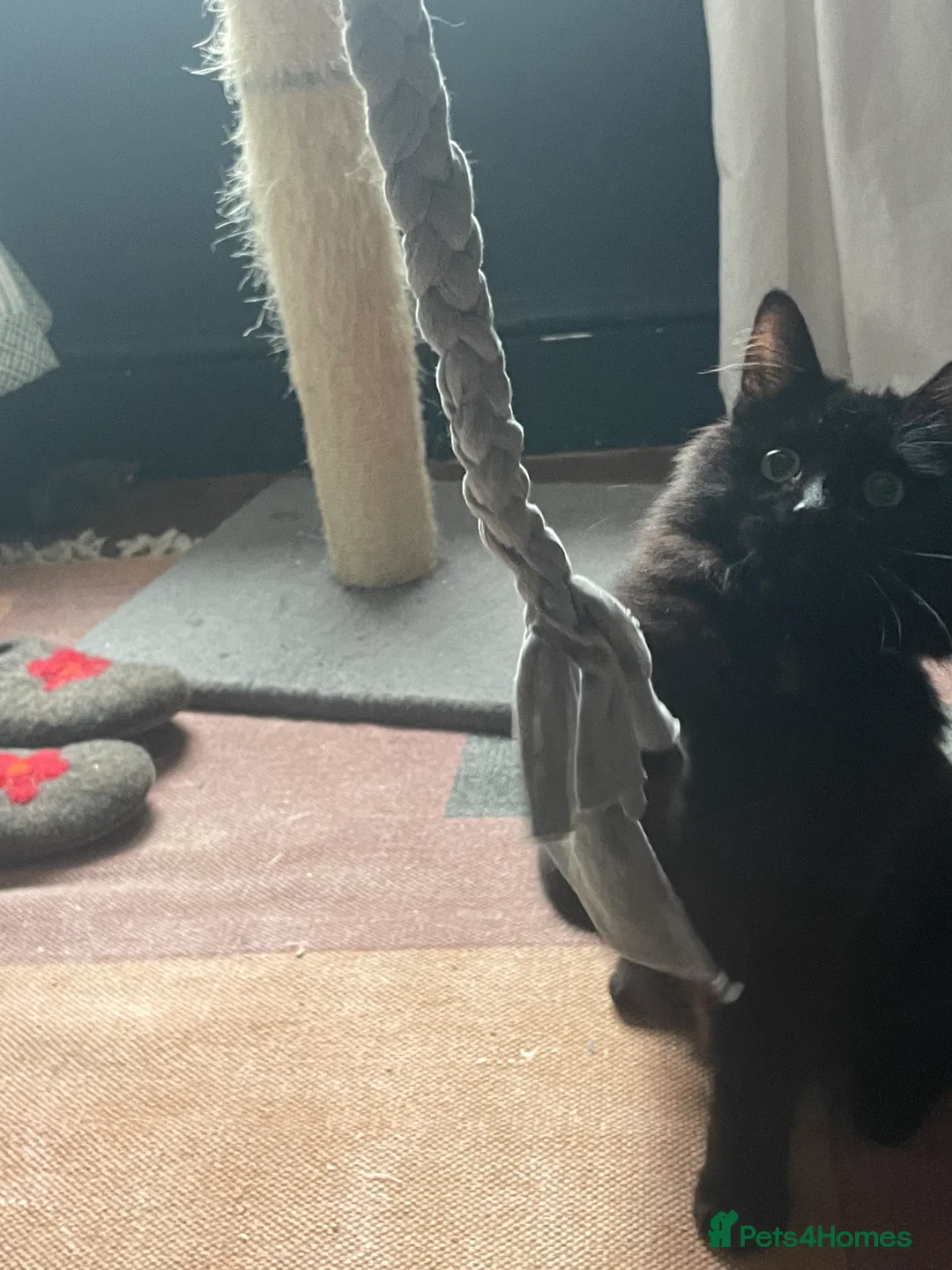 Domestic Shorthair cats for adoption: Ted & Yogi, 7 month old neutered male pair  - Advert 7