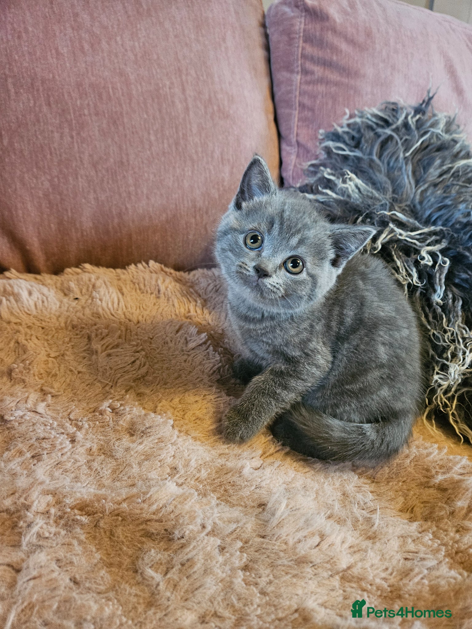 British Shorthair cats 1 STRAIGHT MALE REAVAILABLE DUE TO TIMEWASTER  - Advert 2