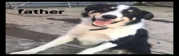 Mixed Breed dogs for sale: 5 Border collie  pups  - Advert 3