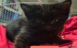 Domestic Shorthair cats for sale: 3 Black Kittens for sale (boy sold) - Image 11