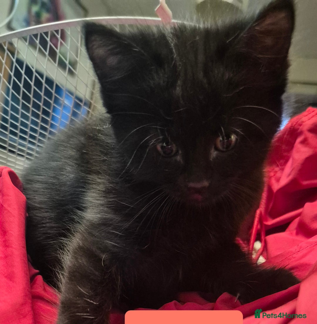 Domestic Shorthair cats for sale: 3 Black Kittens for sale (boy sold) - Image 11