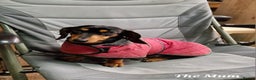 Miniature Dachshund dogs for sale: Beautiful Miniature Daschund Puppies For Sale - Advert 7