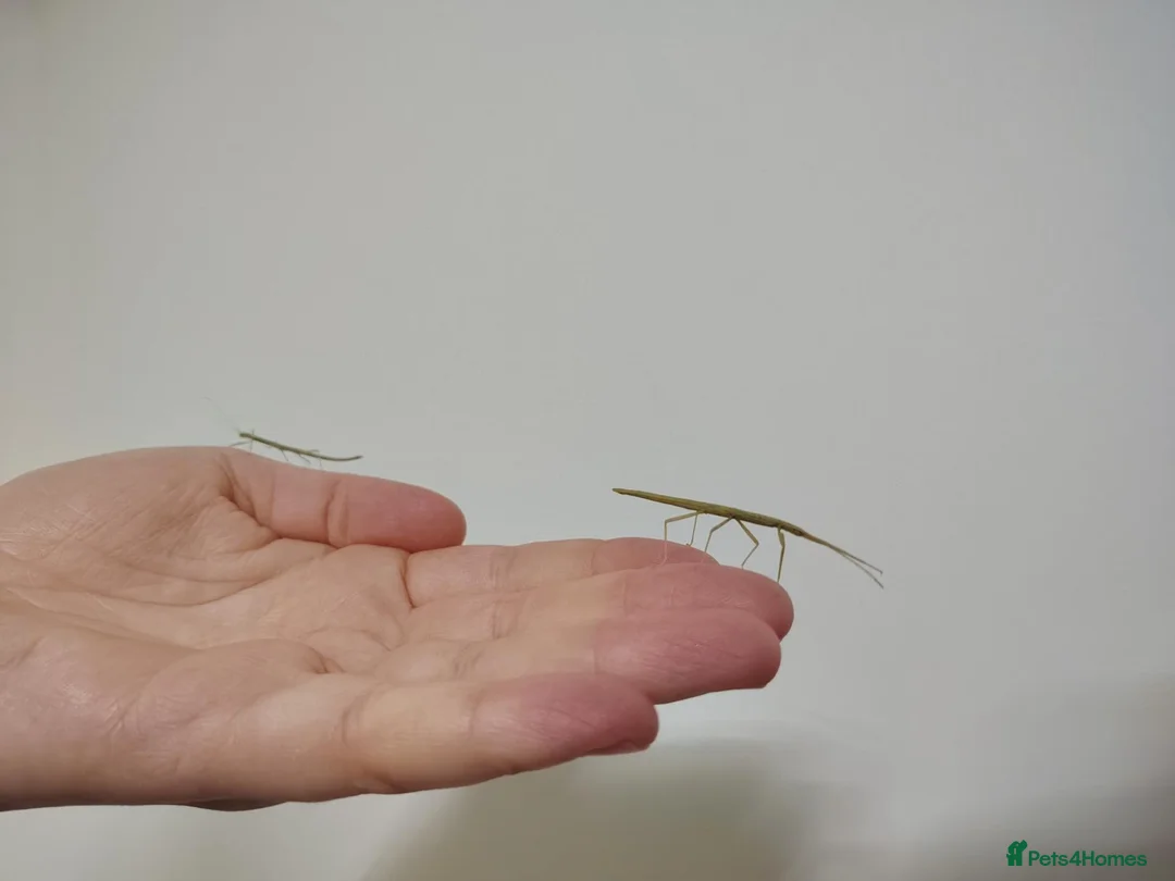 Stick Insects invertebrates for sale: Indian Stick Insects Nymphs For Sale in Burnley - Advert 2