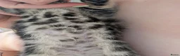 Mixed Breed cats for sale: Beautiful tabby boy kitten  in Woodbridge - Advert 9