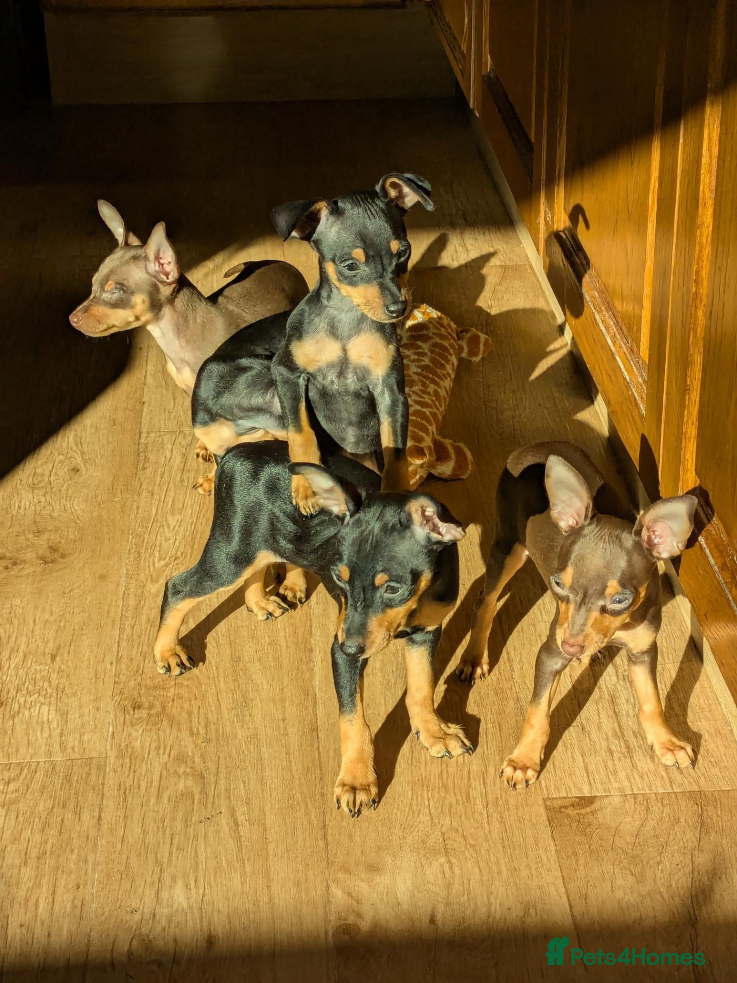 Miniature Pinscher dogs Miniature Pinscher Pups   - Advert 2