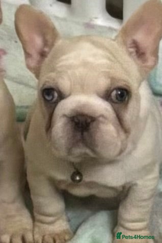 French Bulldog dogs Female French bulldog  - Advert 13