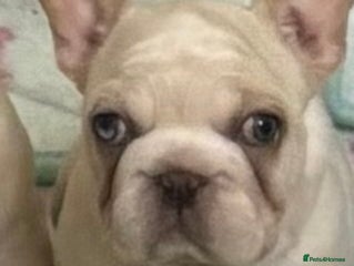 French Bulldog dogs Female French bulldog - Advert 18
